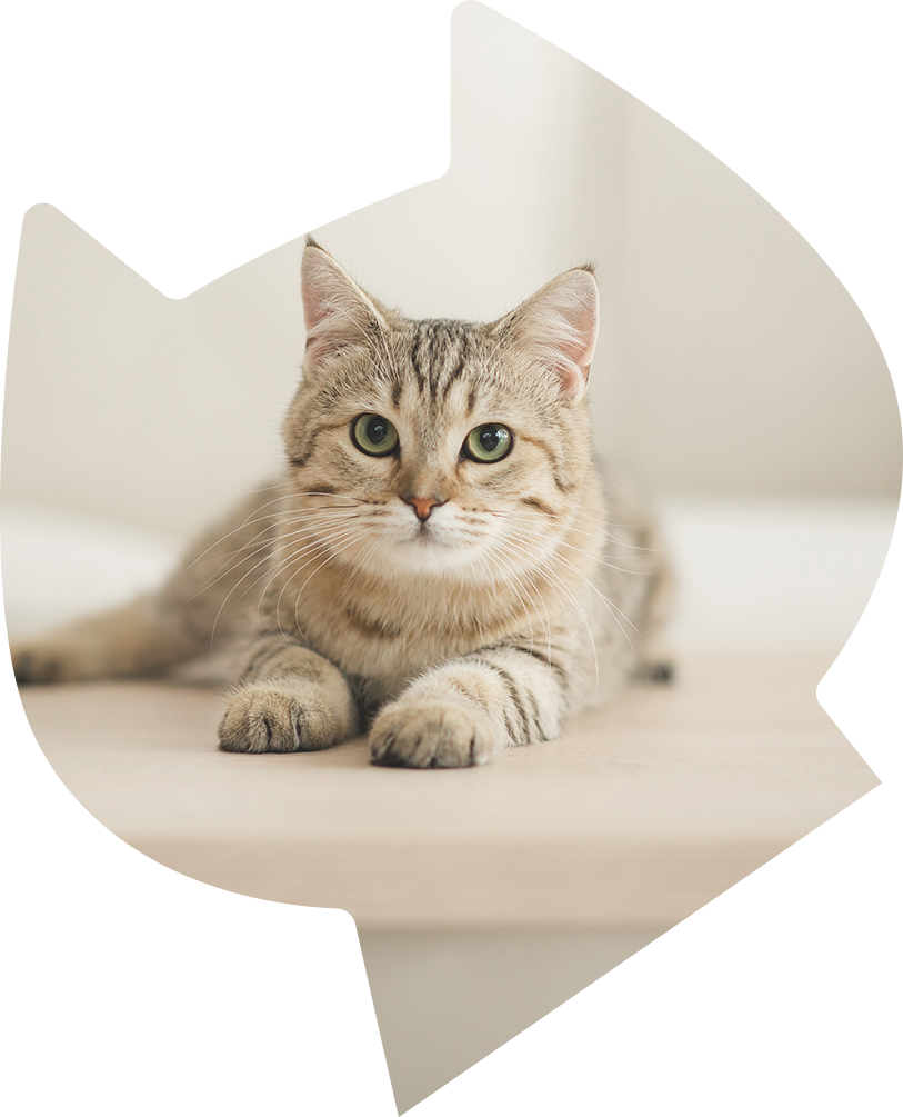 ねこちゃん写真