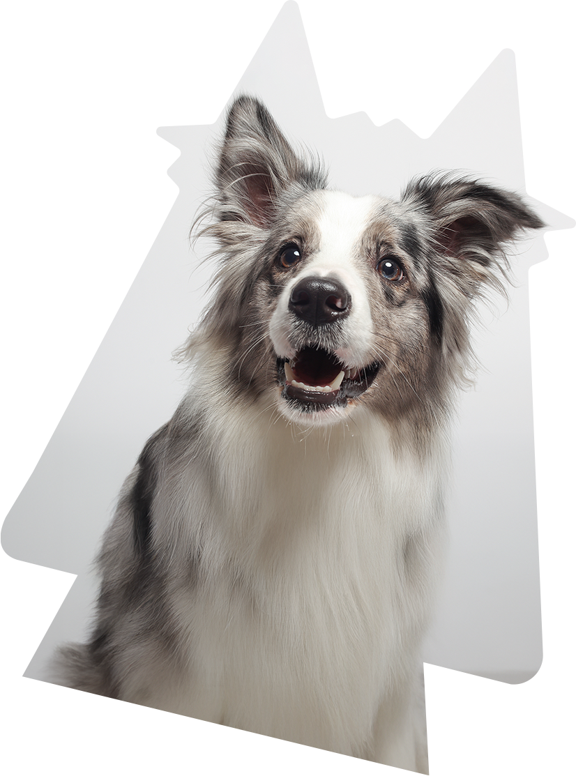 わんちゃん写真