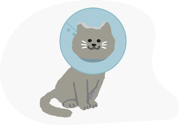 エリザベスカラーねこ